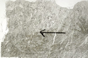 Plane Polarized, S89496