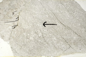 Plane Polarized, S89501