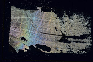 Cross Polarized, S89503