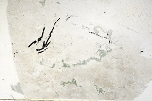 Plane Polarized, S89513