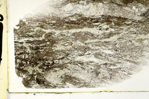 Plane Polarized, S89522