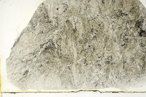 Plane Polarized, S89526