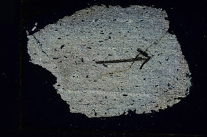 Cross Polarized, S89528