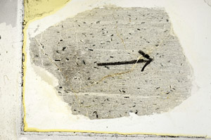 Plane Polarized, S89528