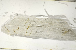 Plane Polarized, S89530