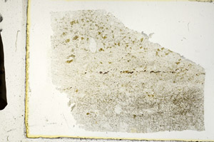 Plane Polarized, S89531