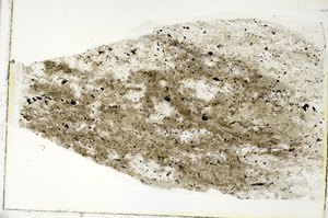Plane Polarized, S89538