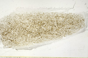 Plane Polarized, S89539
