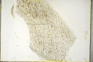 Plane Polarized, S89540