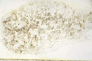 Plane Polarized, S89541