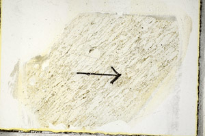 Plane Polarized, S89542
