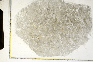 Plane Polarized, S89544