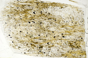 Plane Polarized, S89551
