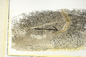 Plane Polarized, S89552