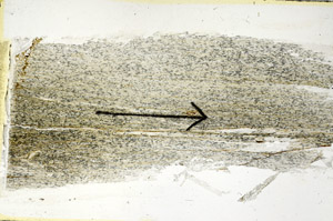 Plane Polarized, S89562