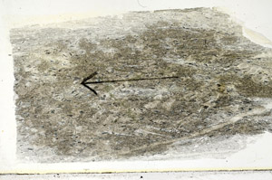 Plane Polarized, S89568