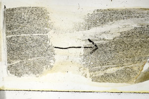 Plane Polarized, S89569