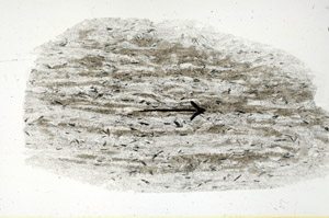 Plane Polarized, S89570