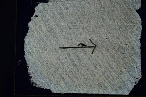 Cross Polarized, S89574
