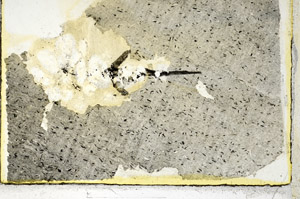 Plane Polarized, S89578