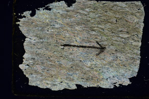 Cross Polarized, S89582