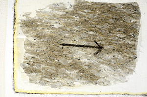 Plane Polarized, S89582