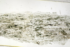 Plane Polarized, S89591