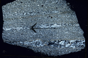 Cross Polarized, S89610