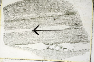 Plane Polarized, S89610