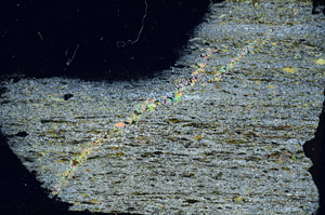 Cross Polarized, S89621