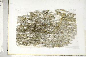 Plane Polarized, S89627