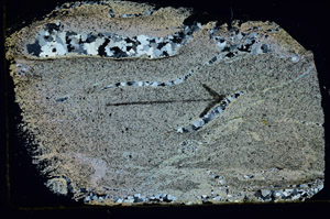 Cross Polarized, S89649