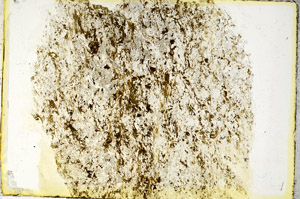 Plane Polarized, S89650