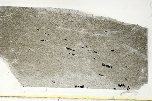 Plane Polarized, S89655