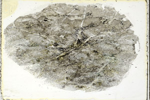 Plane Polarized, S89669