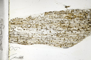 Plane Polarized, S89676