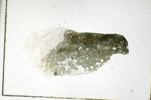 Plane Polarized, S89702