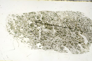 Plane Polarized, S89704