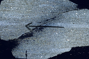 Cross Polarized, S89716