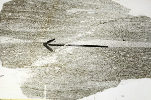Plane Polarized, S89716