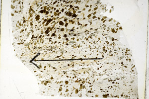 Plane Polarized, S89728