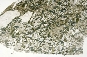 Plane Polarized, S89733