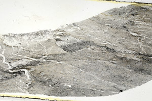 Plane Polarized, S89736