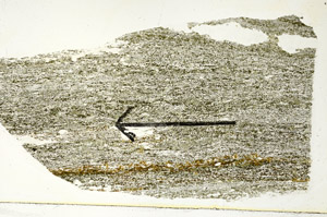 Plane Polarized, S89762