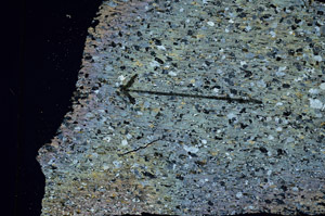 Cross Polarized, S89764