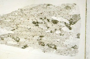 Plane Polarized, S89766