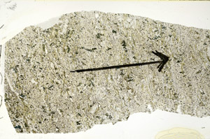 Plane Polarized, S89769