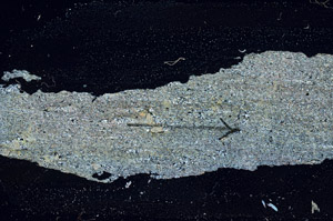Cross Polarized, S89772