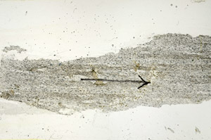 Plane Polarized, S89772
