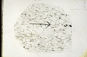 Plane Polarized, S89773